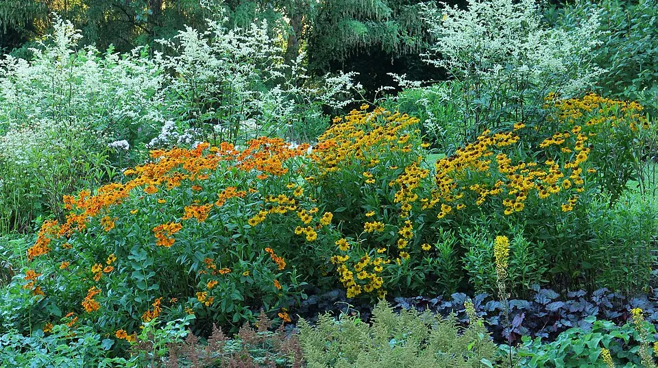 Virágos üröm / Artemisia lactiflora 'Elfenbein'