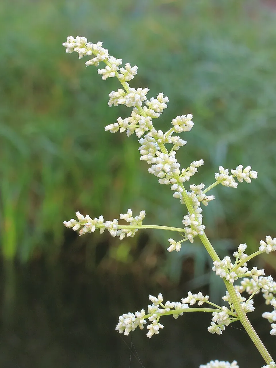 Virágos üröm / Artemisia lactiflora 'Elfenbein'