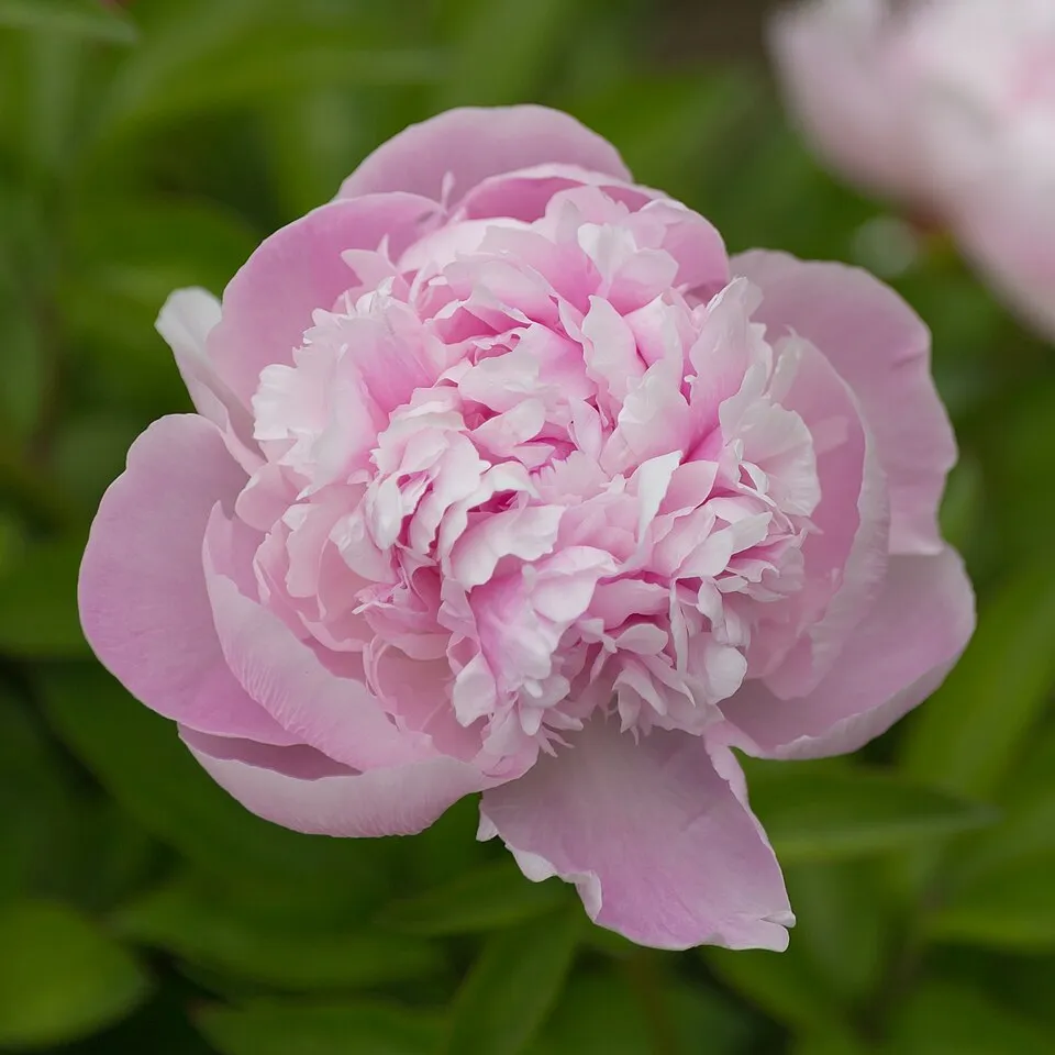 Illatos bazsarózsa / Paeonia lactiflora 'Nellie Saylor'