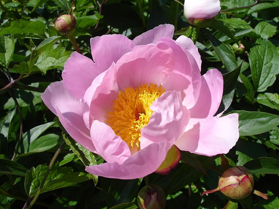Illatos bazsarózsa / Paeonia lactiflora 'Nymphe'