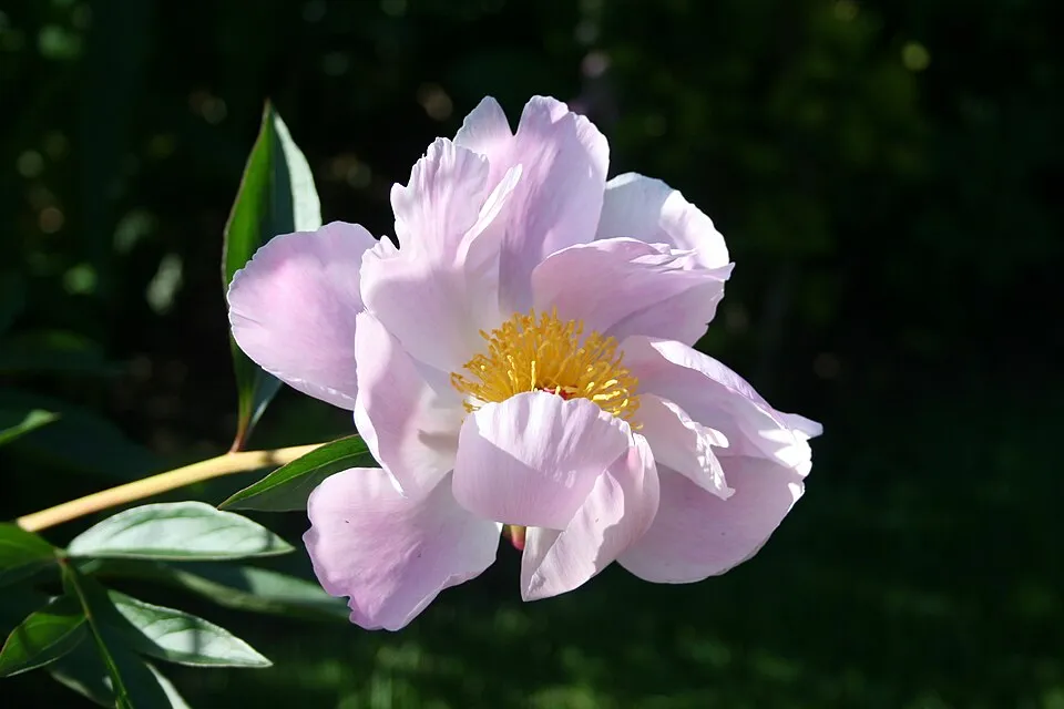 Illatos bazsarózsa / Paeonia lactiflora 'Nymphe'