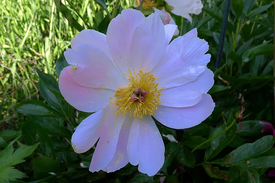 Illatos bazsarózsa / Paeonia lactiflora 'Nymphe'