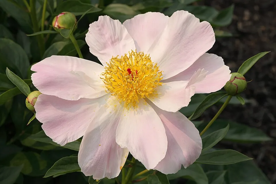 Illatos bazsarózsa / Paeonia lactiflora 'Nymphe'