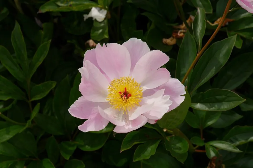 Illatos bazsarózsa / Paeonia lactiflora 'Nymphe'