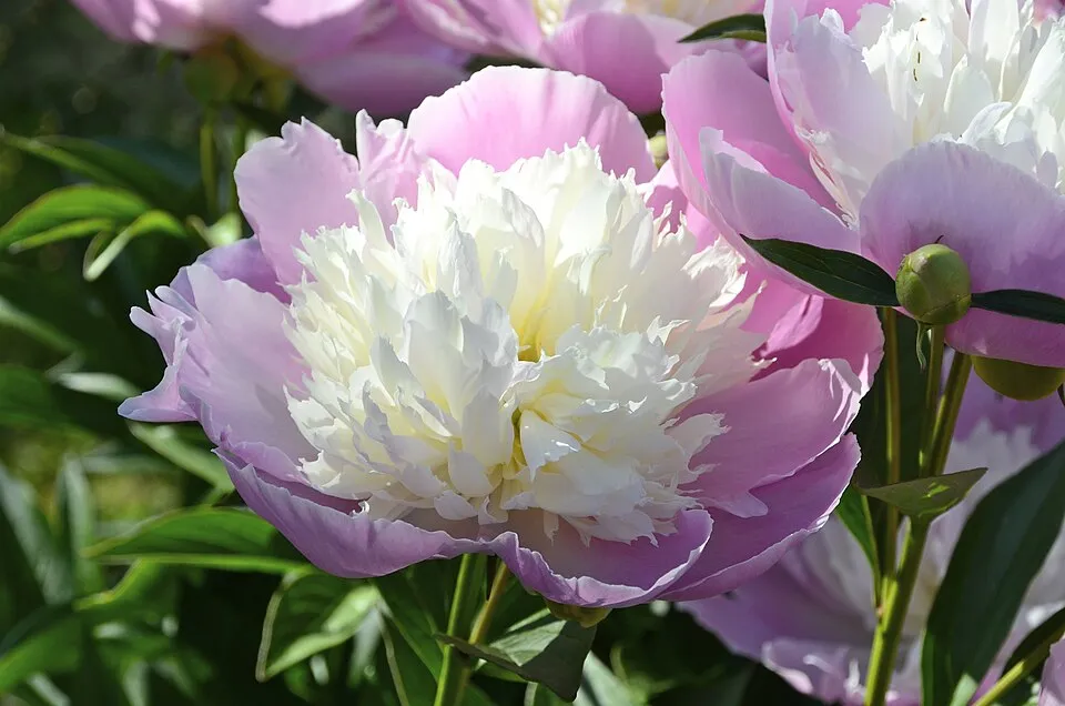 Illatos bazsarózsa / Paeonia lactiflora 'Pietertje Vriend Wagenaar'