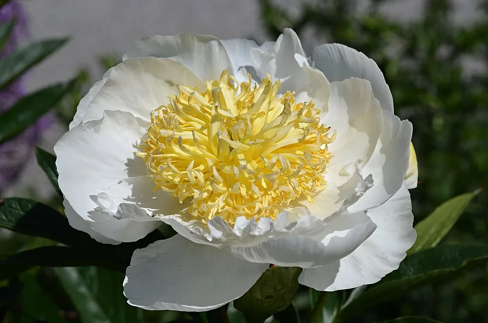 Illatos bazsarózsa / Paeonia lactiflora 'Pietertje Vriend Wagenaar'