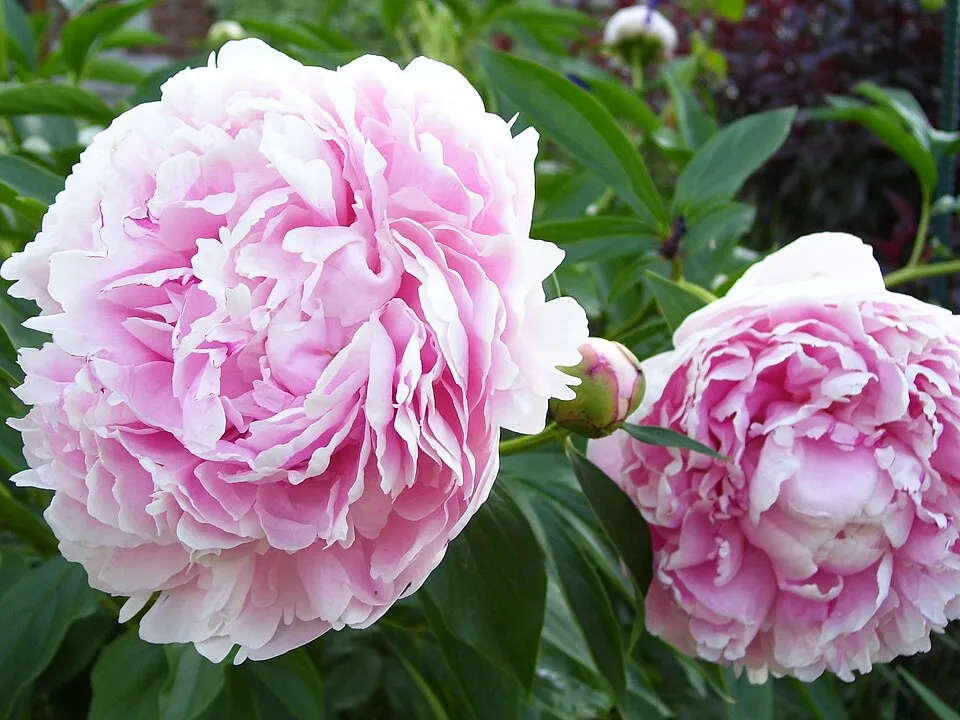 Illatos bazsarózsa / Paeonia lactiflora 'Sarah Bernhardt'