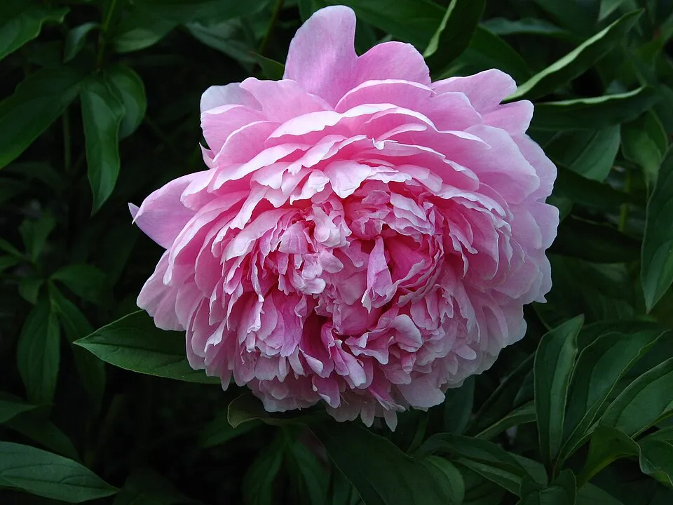 Illatos bazsarózsa / Paeonia lactiflora 'Sarah Bernhardt'