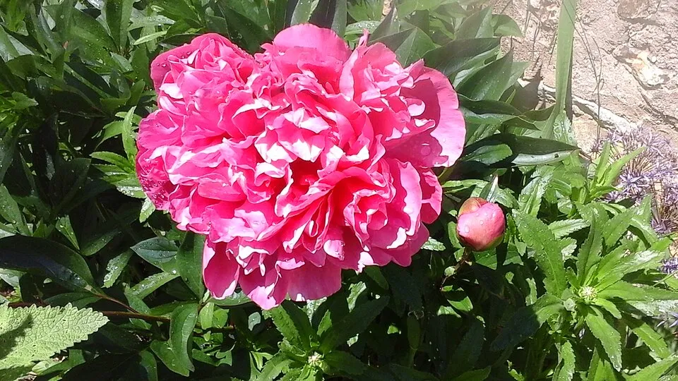 Illatos bazsarózsa / Paeonia lactiflora 'Sarah Bernhardt'