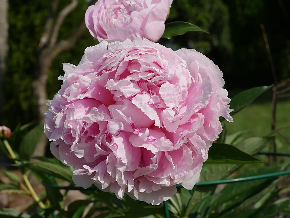 Illatos bazsarózsa / Paeonia lactiflora 'Sarah Bernhardt'