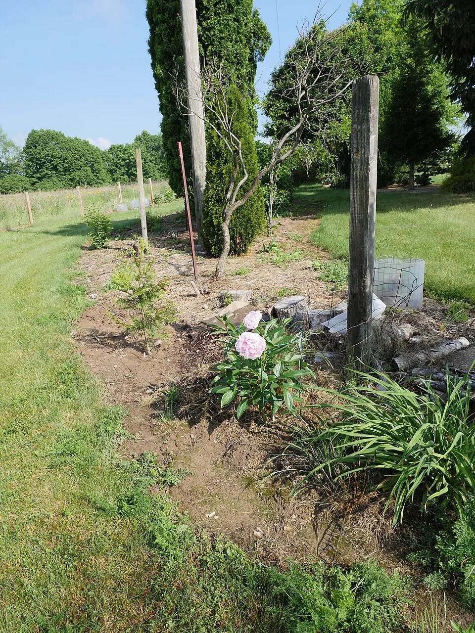 Illatos bazsarózsa / Paeonia lactiflora 'Sarah Bernhardt'