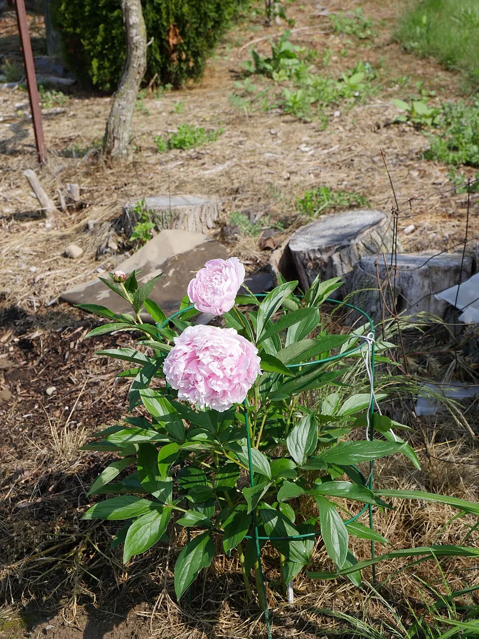 Illatos bazsarózsa / Paeonia lactiflora 'Sarah Bernhardt'