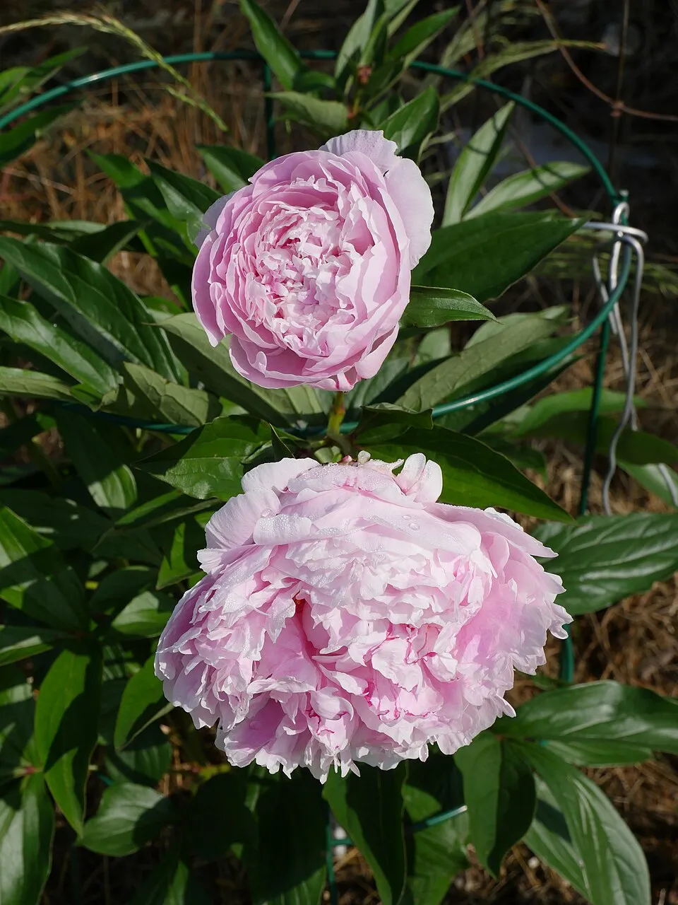 Illatos bazsarózsa / Paeonia lactiflora 'Sarah Bernhardt'