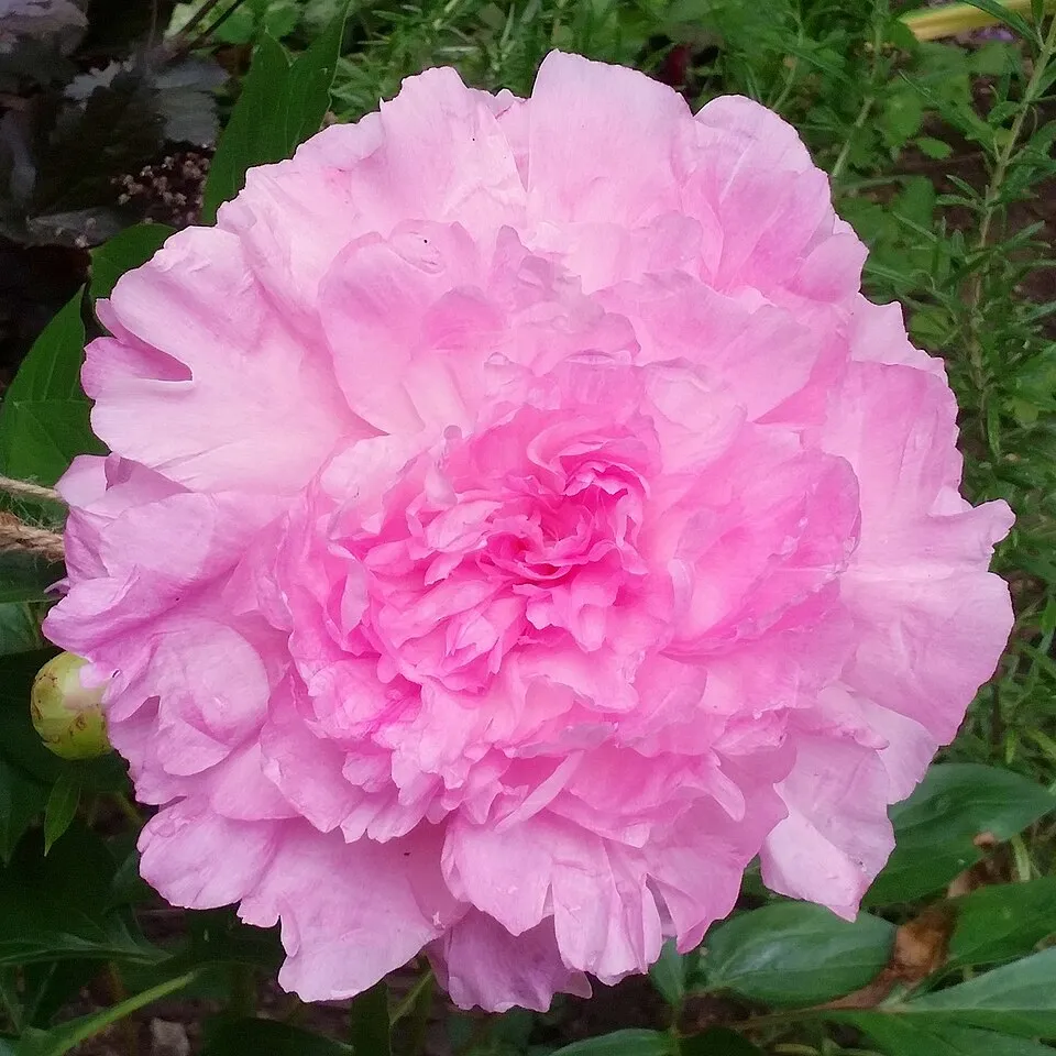 Illatos bazsarózsa / Paeonia lactiflora 'Sarah Bernhardt'
