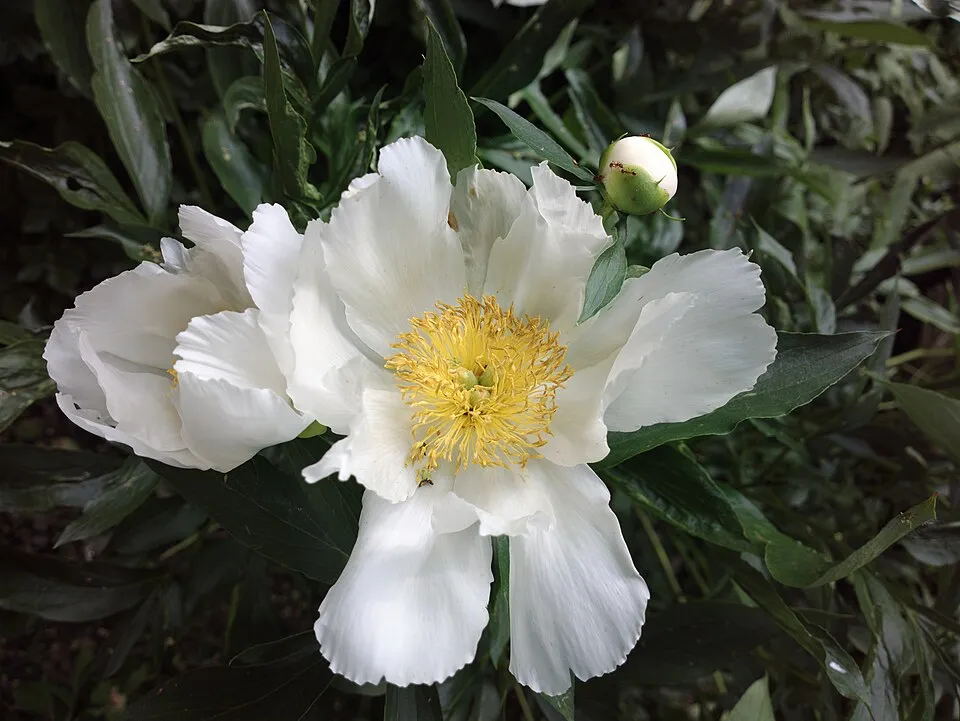 Illatos bazsarózsa / Paeonia lactiflora 'West Elkton'
