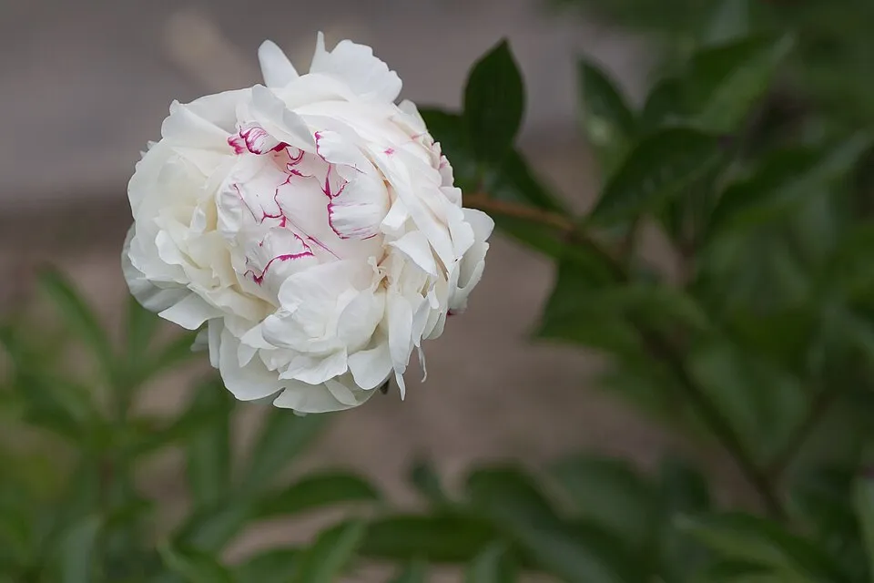 Illatos bazsarózsa / Paeonia lactiflora 'West Elkton'