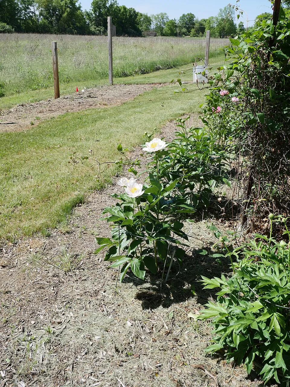 Illatos bazsarózsa / Paeonia lactiflora 'White Cap'