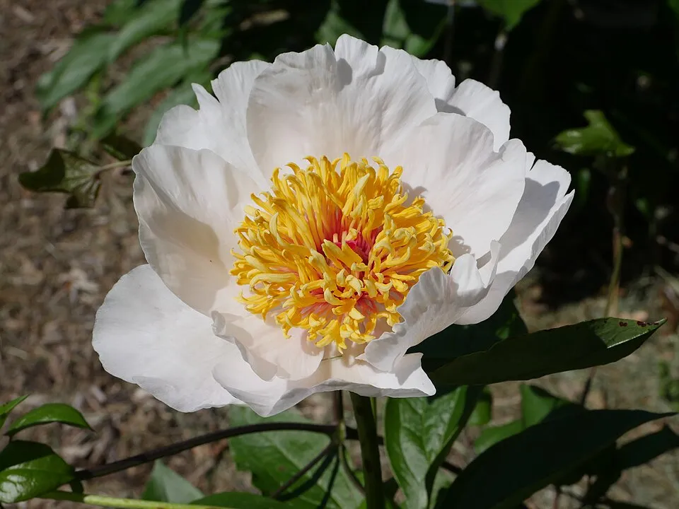 Illatos bazsarózsa / Paeonia lactiflora 'White Cap'