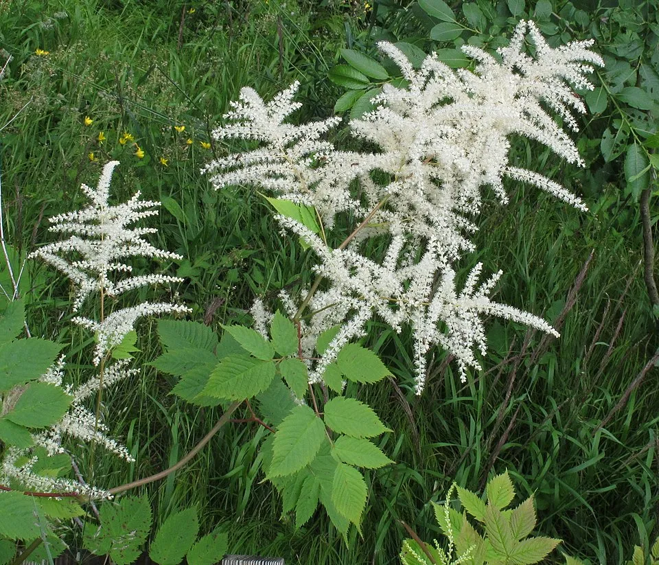 Tündérfürt / Aruncus 'Chantilly Lace'