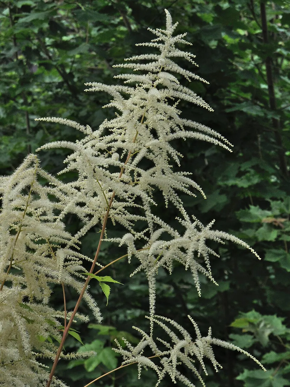 Tündérfürt / Aruncus 'Chantilly Lace'