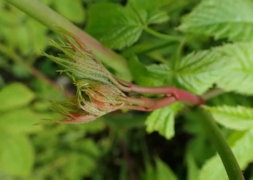 Tündérfürt / Aruncus 'Chantilly Lace'