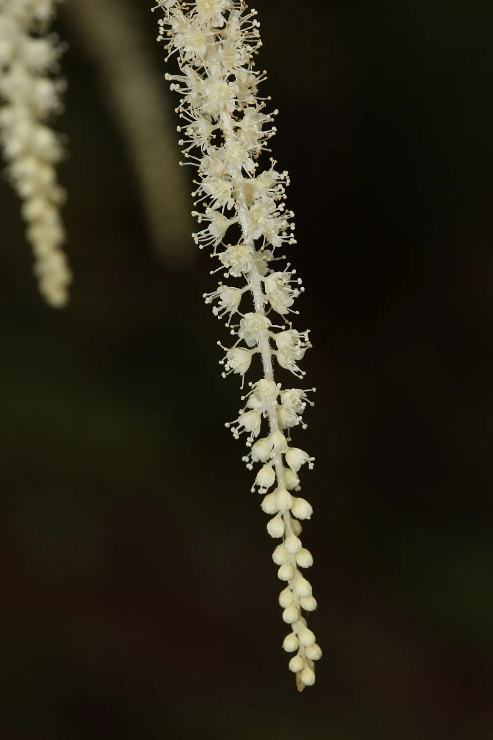 Tündérfürt / Aruncus 'Chantilly Lace'