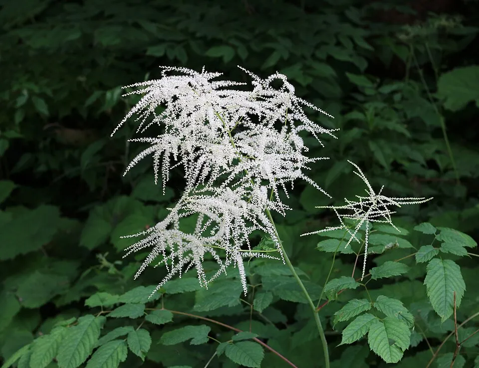 Tündérfürt / Aruncus 'Chantilly Lace'