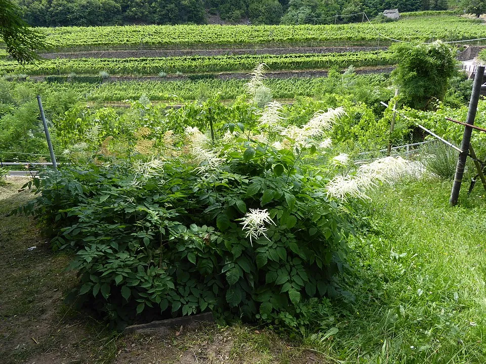Tündérfürt / Aruncus 'Chantilly Lace'