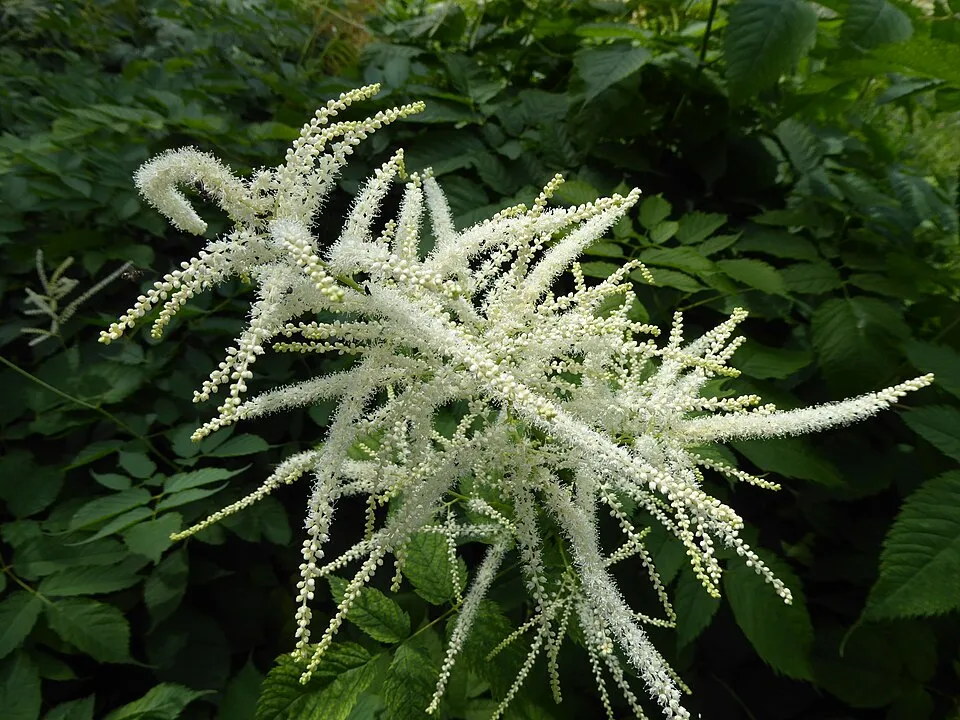 Tündérfürt / Aruncus 'Chantilly Lace'