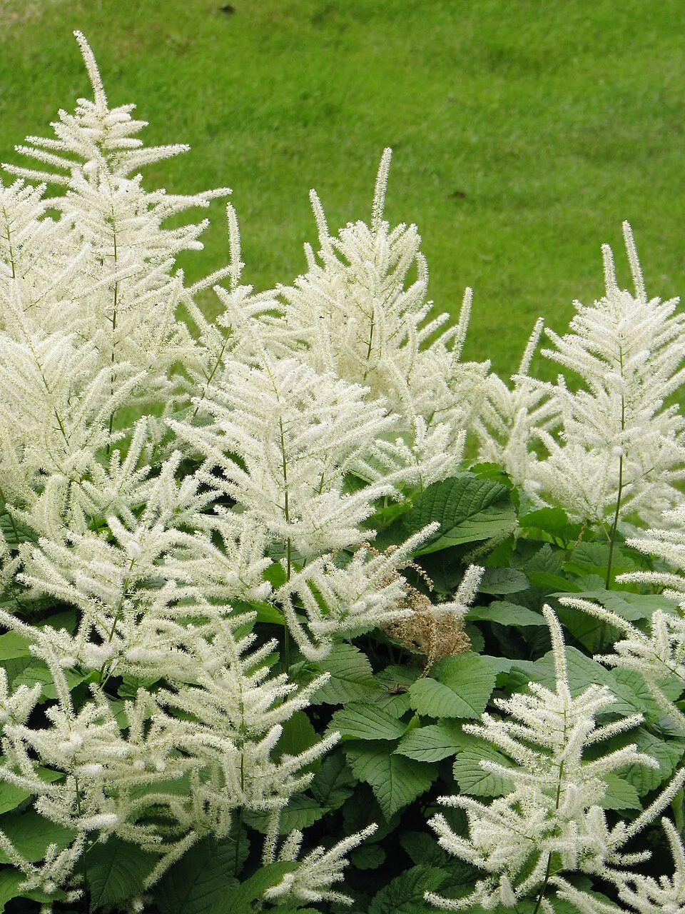 Tündérfürt / Aruncus 'Chantilly Lace'