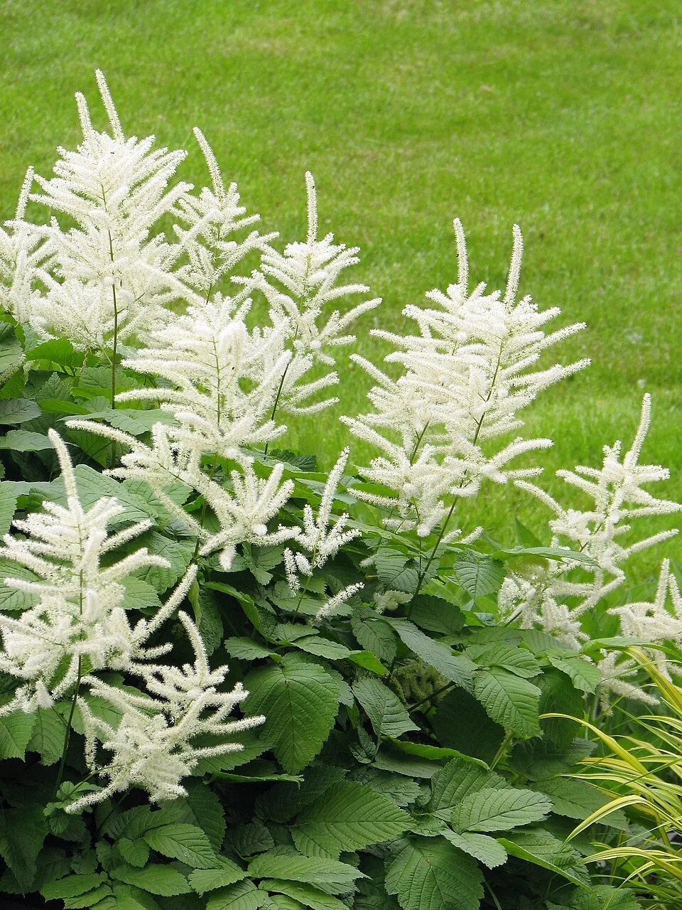 Tündérfürt / Aruncus 'Chantilly Lace'