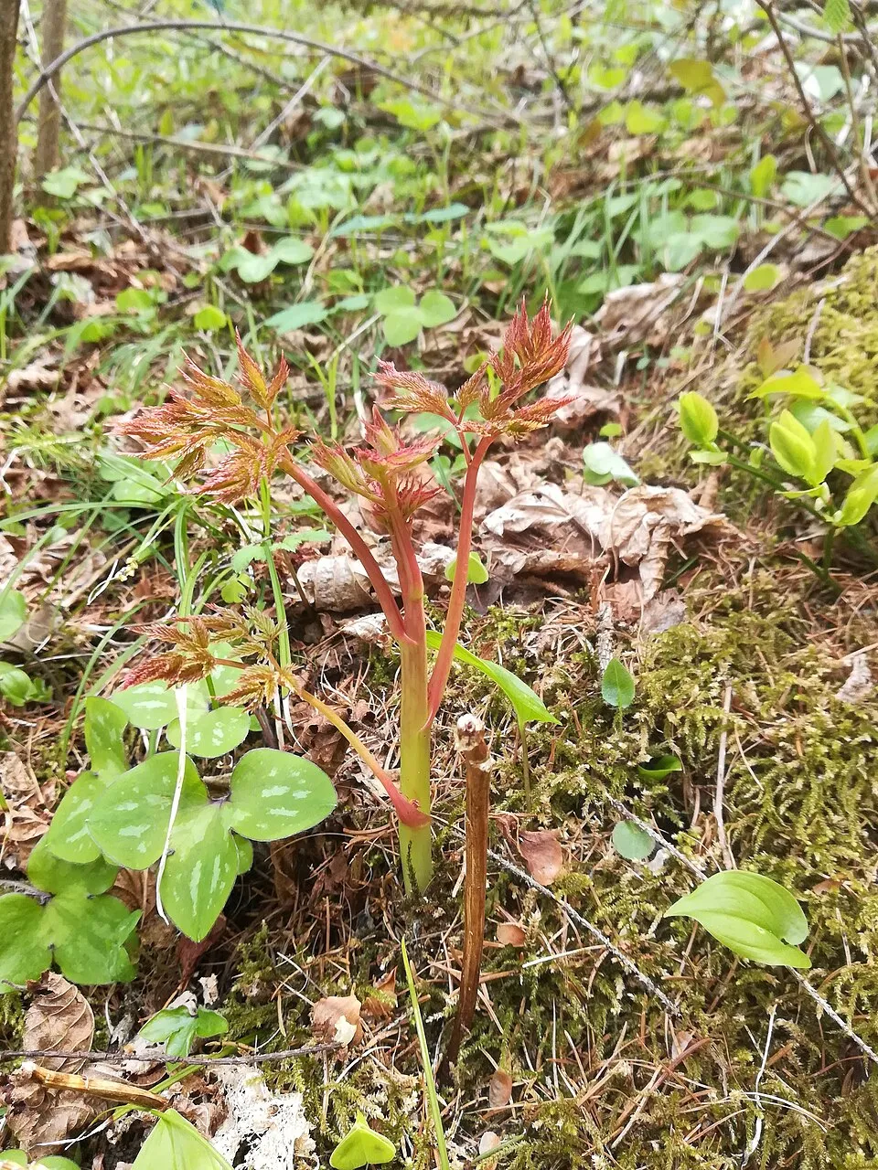 Tündérfürt / Aruncus 'Chantilly Lace'