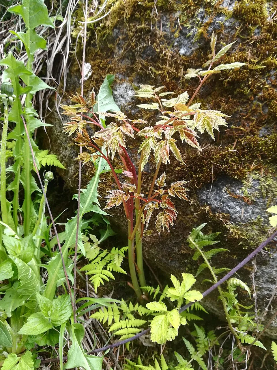 Tündérfürt / Aruncus 'Chantilly Lace'