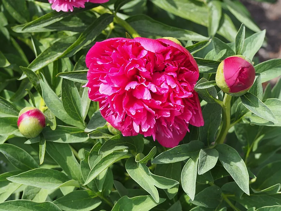 Kerti bazsarózsa / Paeonia officinalis