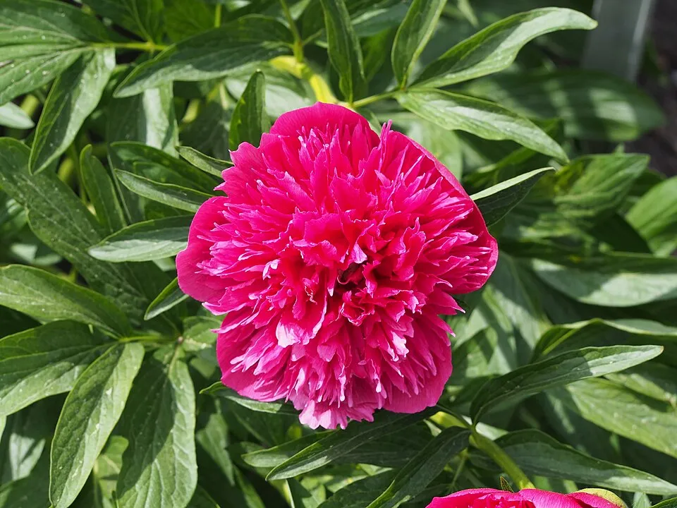 Kerti bazsarózsa / Paeonia officinalis