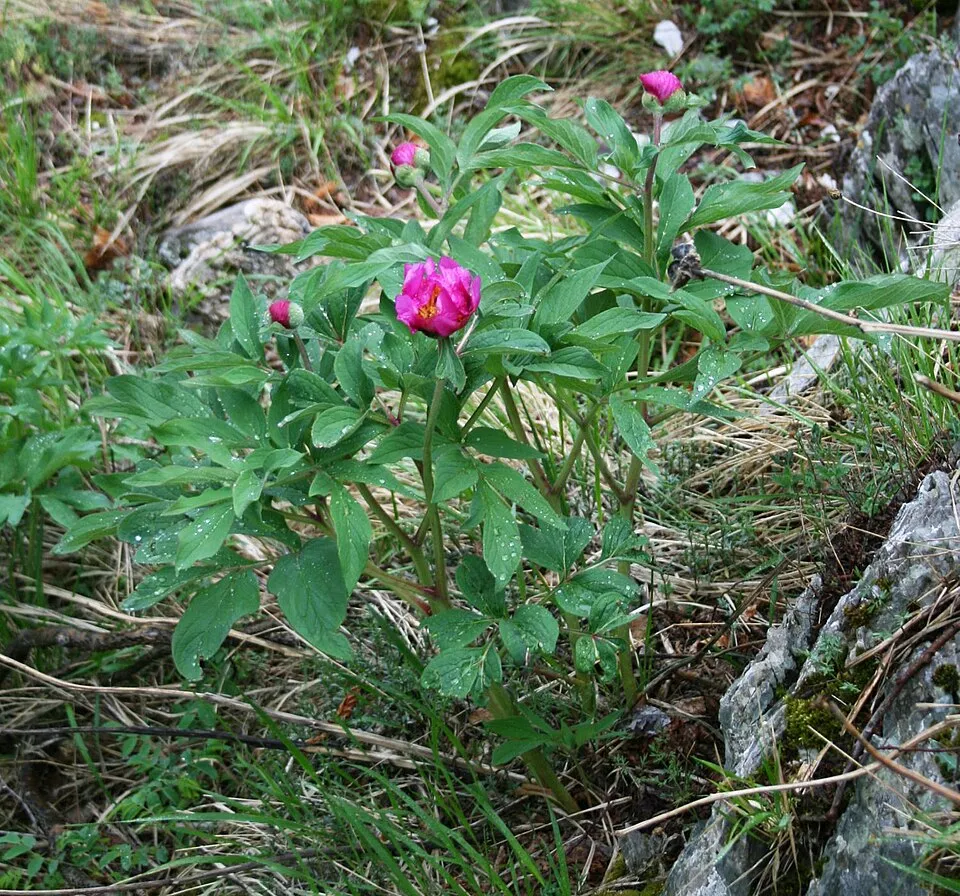 Kerti bazsarózsa / Paeonia officinalis