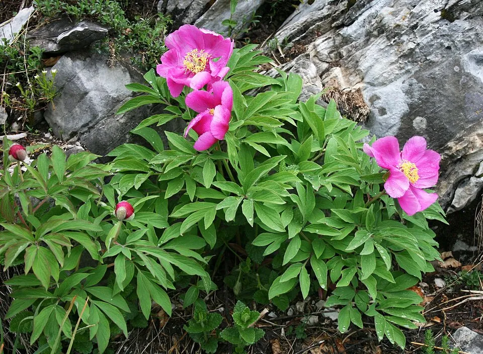 Kerti bazsarózsa / Paeonia officinalis