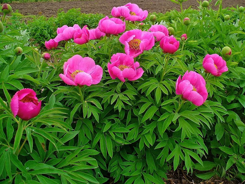 Kerti bazsarózsa / Paeonia officinalis
