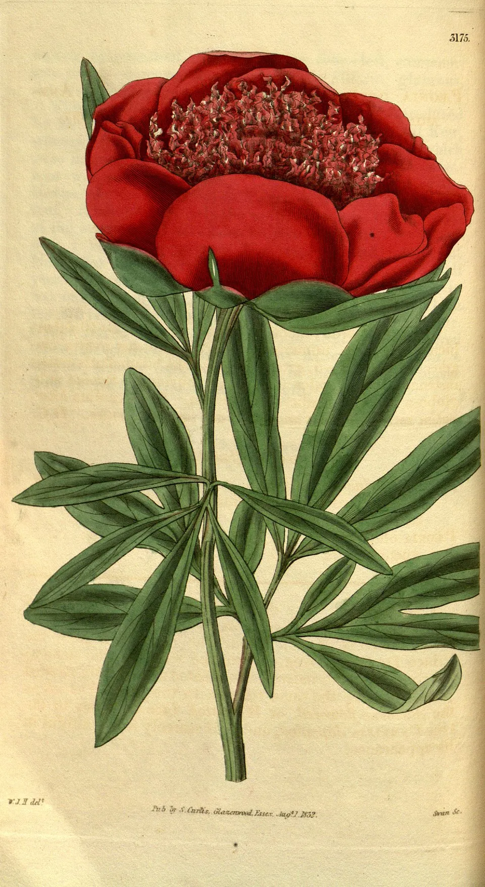 Kerti bazsarózsa / Paeonia officinalis