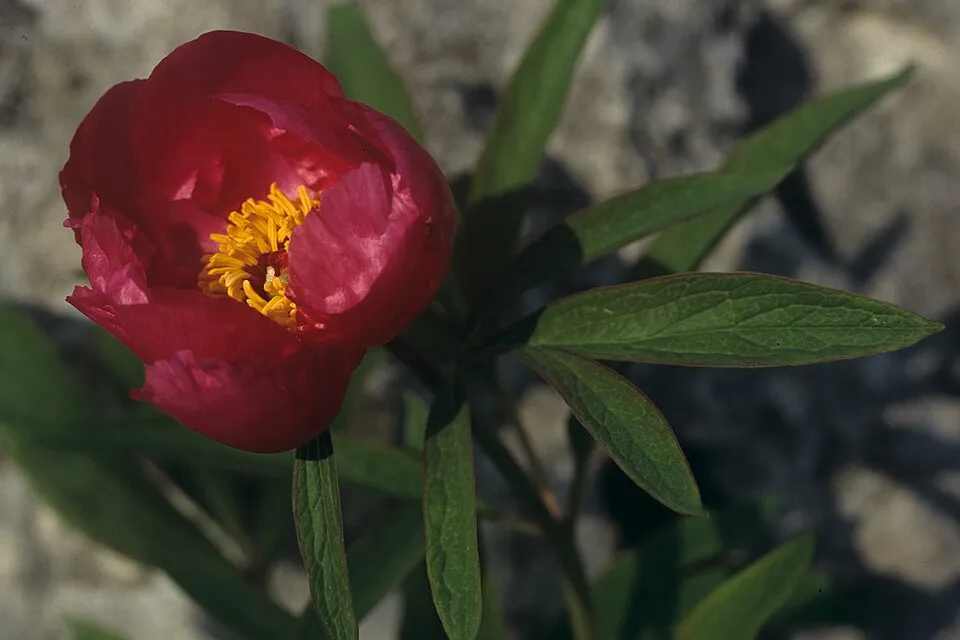Kerti bazsarózsa / Paeonia officinalis
