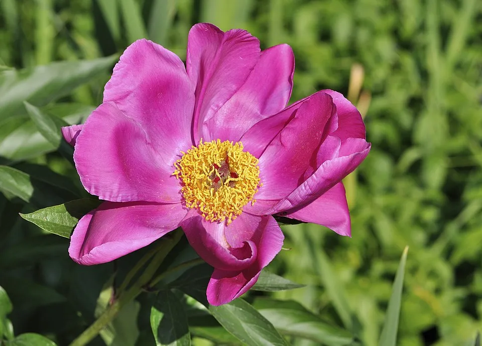 Kerti bazsarózsa / Paeonia officinalis