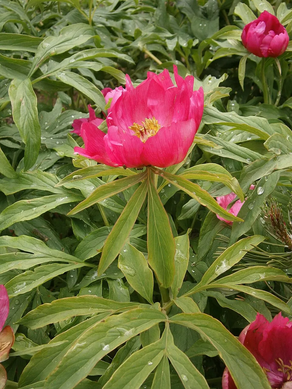 Kerti bazsarózsa / Paeonia officinalis
