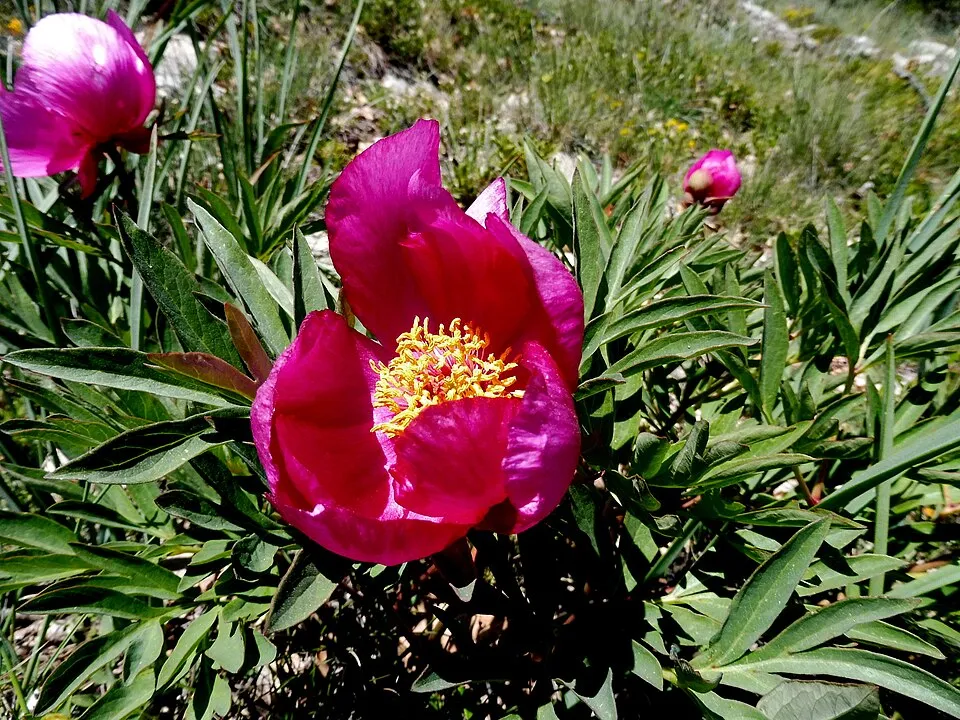 Kerti bazsarózsa / Paeonia officinalis