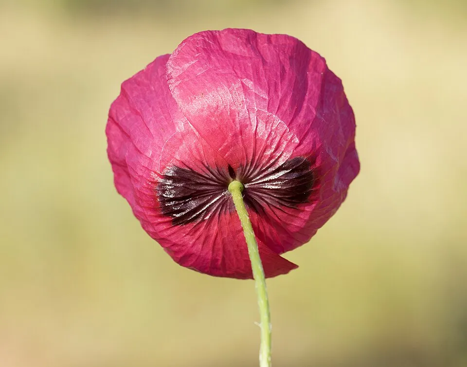 Pipacs / Papaver 'Red Rumble'