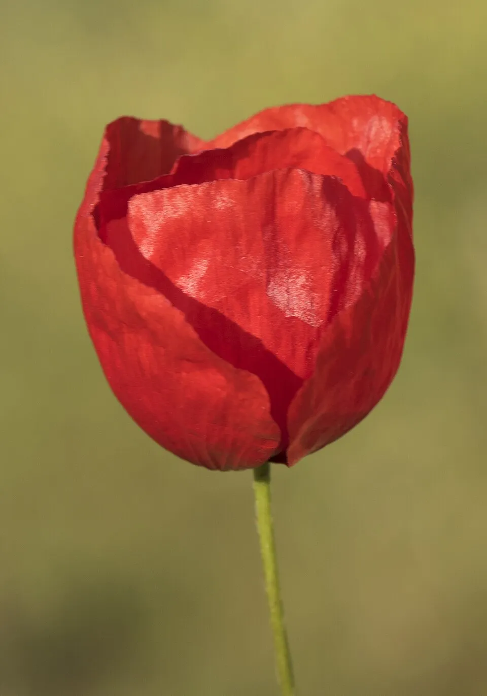 Pipacs / Papaver 'Red Rumble'