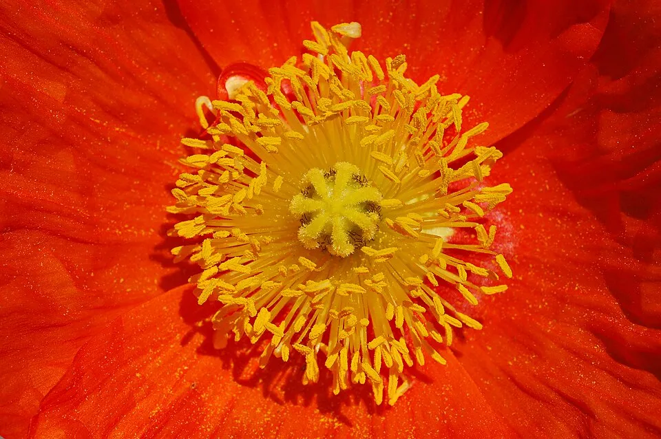 Pipacs / Papaver 'Red Rumble'