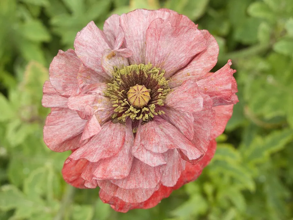 Pipacs / Papaver 'Red Rumble'