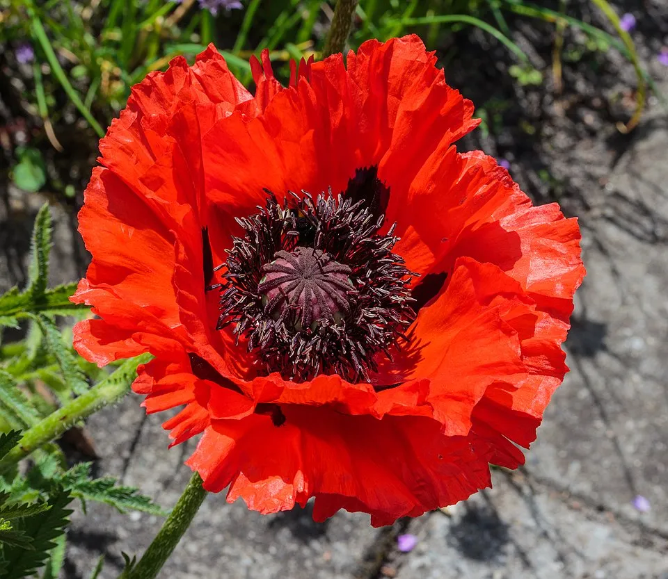 Pipacs / Papaver 'Red Rumble'