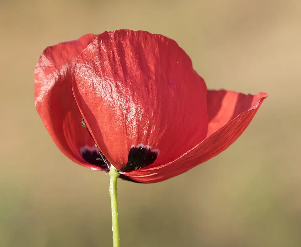 Pipacs / Papaver 'Red Rumble'