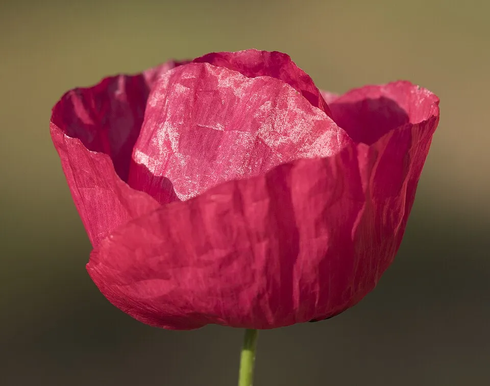 Pipacs / Papaver 'Red Rumble'